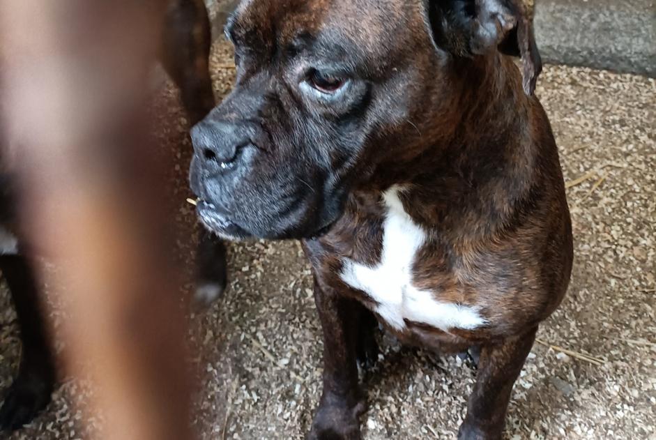 Fundmeldung Hund  Weiblich La Ferté-Macé Frankreich