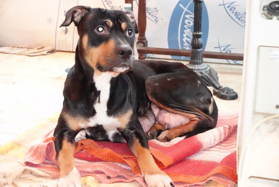 Fundmeldung Hund rassenmischung Weiblich , 2 Jahre Cour-Maugis-sur-Huisne Frankreich