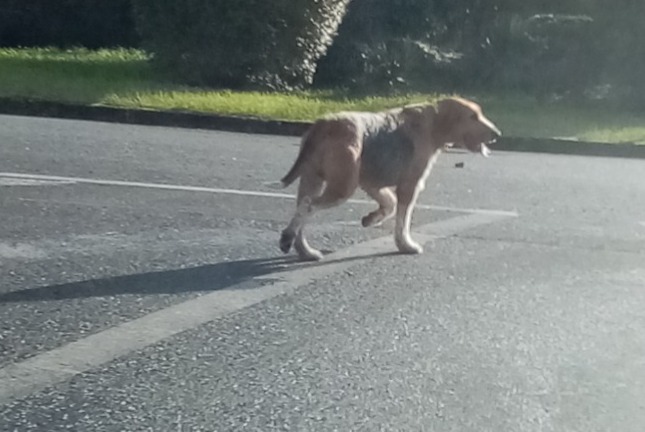 Fundmeldung Hund rassenmischung Unbekannt Lussac-les-Châteaux Frankreich