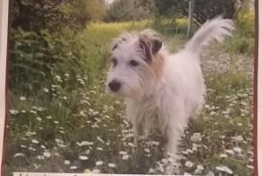 Vermisstmeldung Hund  Männliche , 10 jahre Chêne-Bourg Schweiz