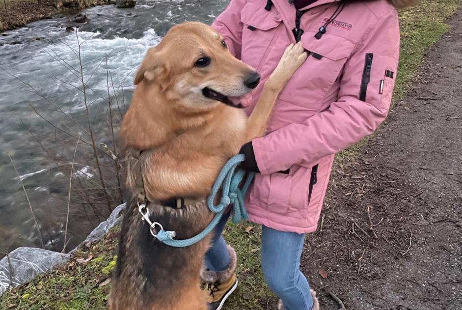 Vermisstmeldung Hund rassenmischung Männliche , 4 jahre Matane Frankreich