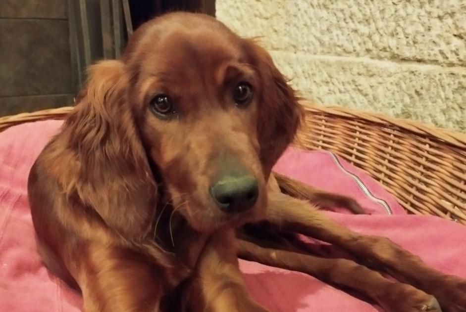 Vermisstmeldung Hund  Weiblich , 1 jahre Tolède Spanien