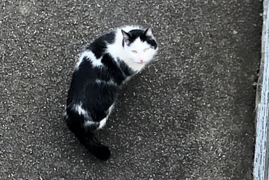 Fundmeldung Katze  Unbekannt Borex Schweiz