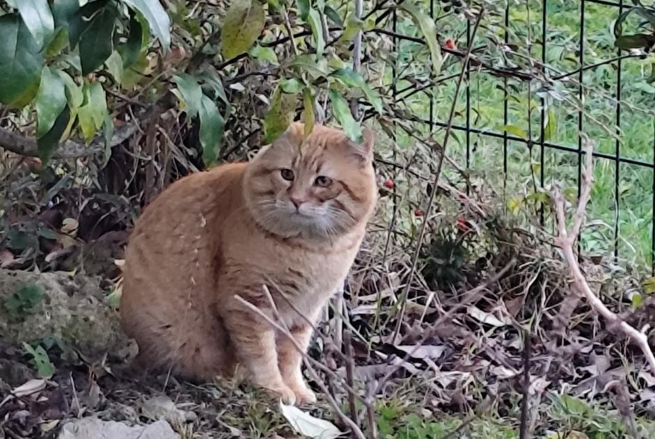 Fundmeldung Katze Unbekannt Toulouse Frankreich