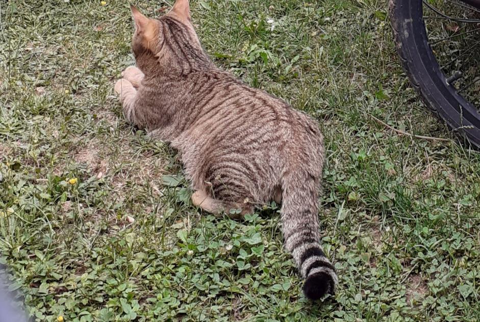 Vermisstmeldung Katze rassenmischung Männliche , 3 jahre Gy Schweiz