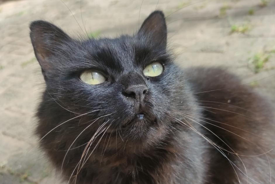 Vermisstmeldung Katze Weiblich , 11 jahre Crolles Frankreich