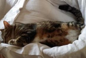 Vermisstmeldung Katze Weiblich , 9 jahre Esvres Frankreich