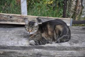 Vermisstmeldung Katze Männliche , 13 jahre Blonay - Saint-Légier Schweiz