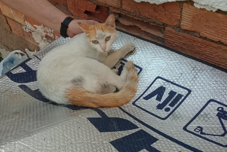 Vermisstmeldung Katze Weiblich , 4 jahre Murcia Spanien