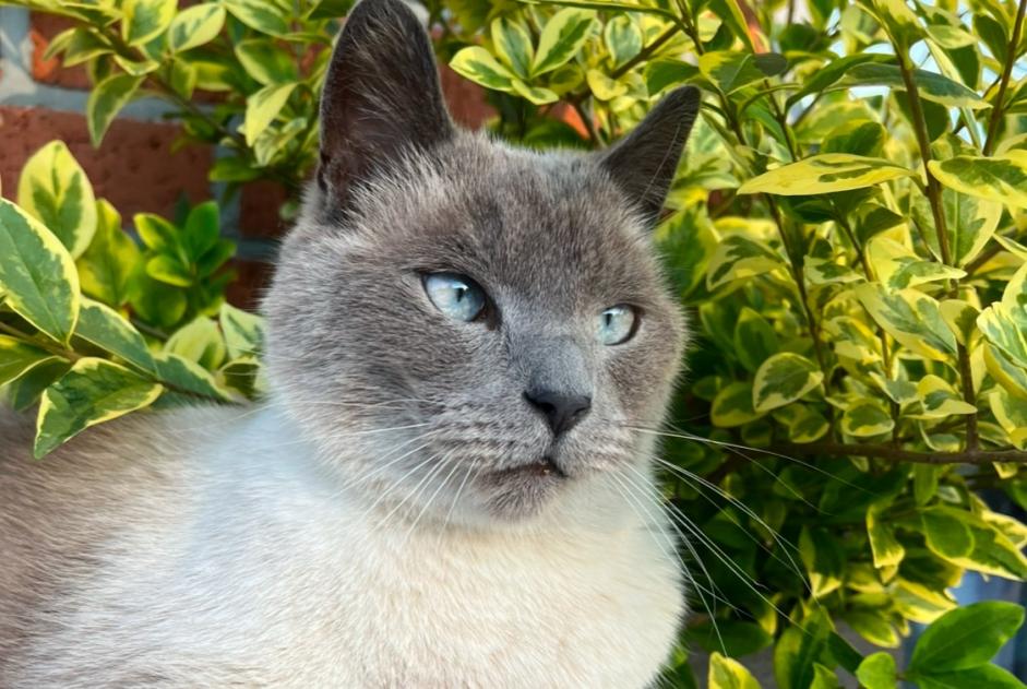 Vermisstmeldung Katze  Männliche , 4 jahre Assesse Belgien