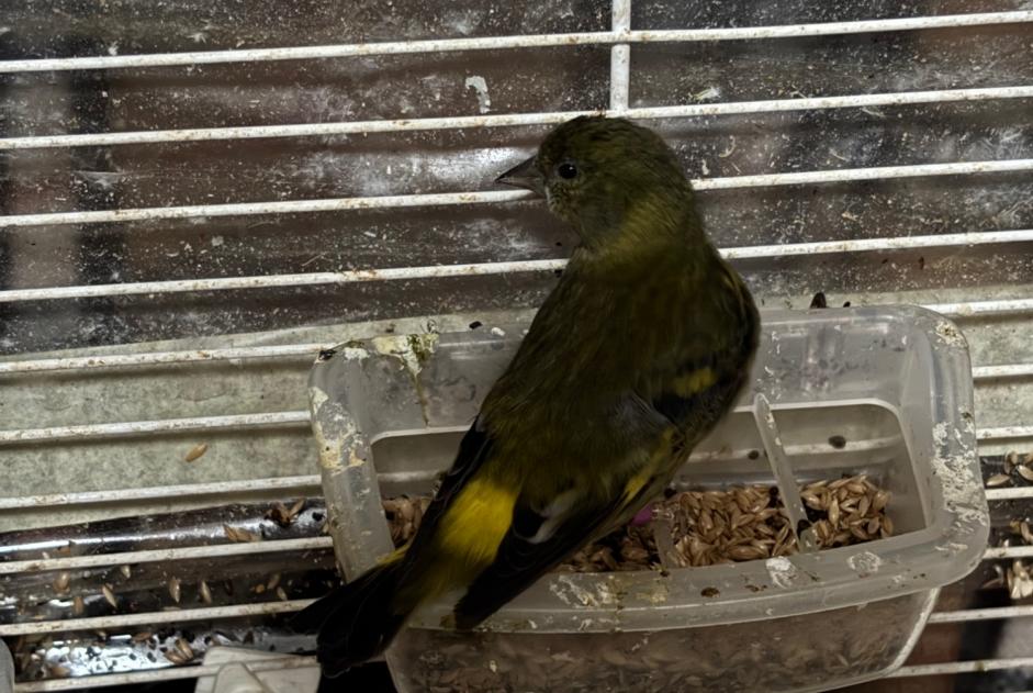 Fundmeldung Vogel Unbekannt Schaerbeek Belgien