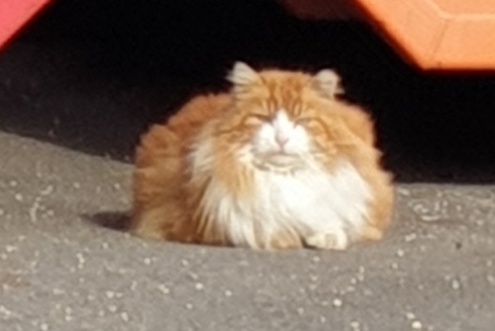 Discovery alert Cat miscegenation Unknown Orbe Switzerland