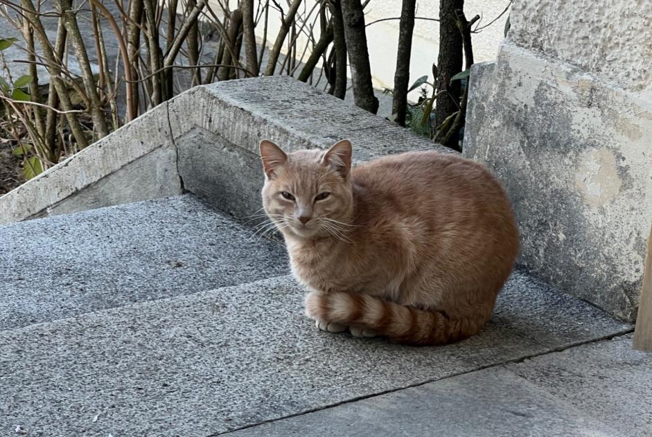 Discovery alert Cat Male Delémont Switzerland