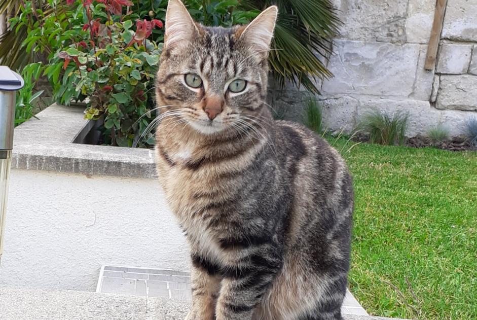 Disappearance alert Cat Male , 5 years Messy France