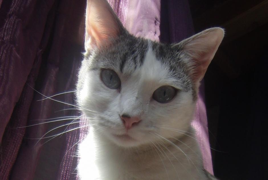 Disappearance alert Cat miscegenation Female , 5 years Villefranche-de-Rouergue France