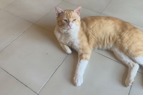 Disappearance alert Cat  Male , 1 years Épône France