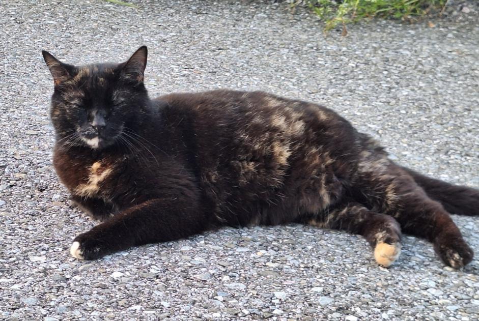 Disappearance alert Cat Female , 7 years Broc Switzerland