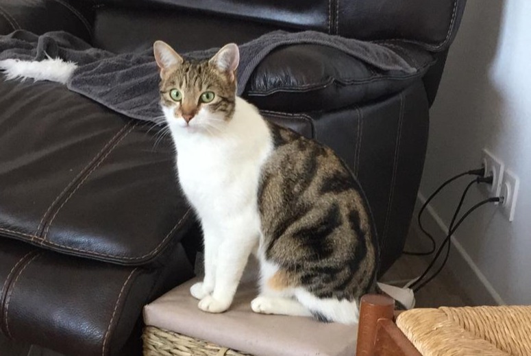 Disappearance alert Cat  Female , 5 years Angicourt France