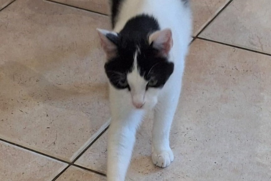 Disappearance alert Cat Male , 2 years Roquevaire France