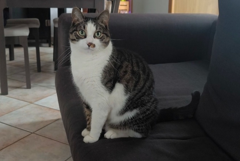 Disappearance alert Cat Male , 9 years Avenches Switzerland