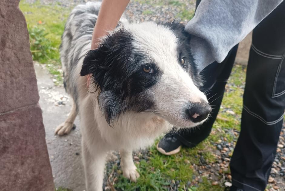 Discovery alert Dog  Male Ossès France