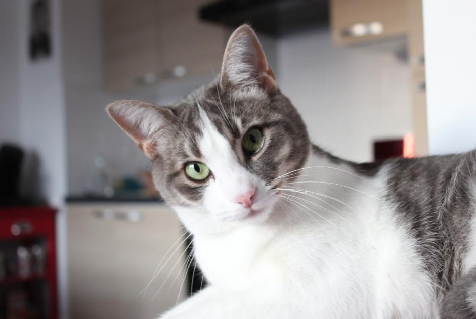 Alerta de Desaparición Gato Macho , 9 años Hanvec Francia