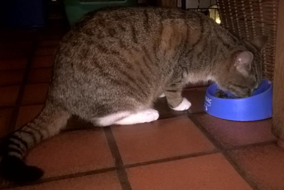 Alerta de Desaparición Gato  Hembra , 9 años Steenwerck Francia