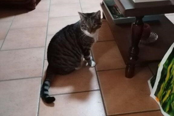 Alerta de Desaparición Gato cruce Hembra , 6 años Sargé-lès-le-Mans Francia