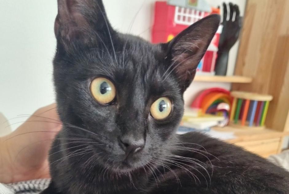 Alerta de Desaparición Gato cruce Macho , 1 años Donville-les-Bains Francia