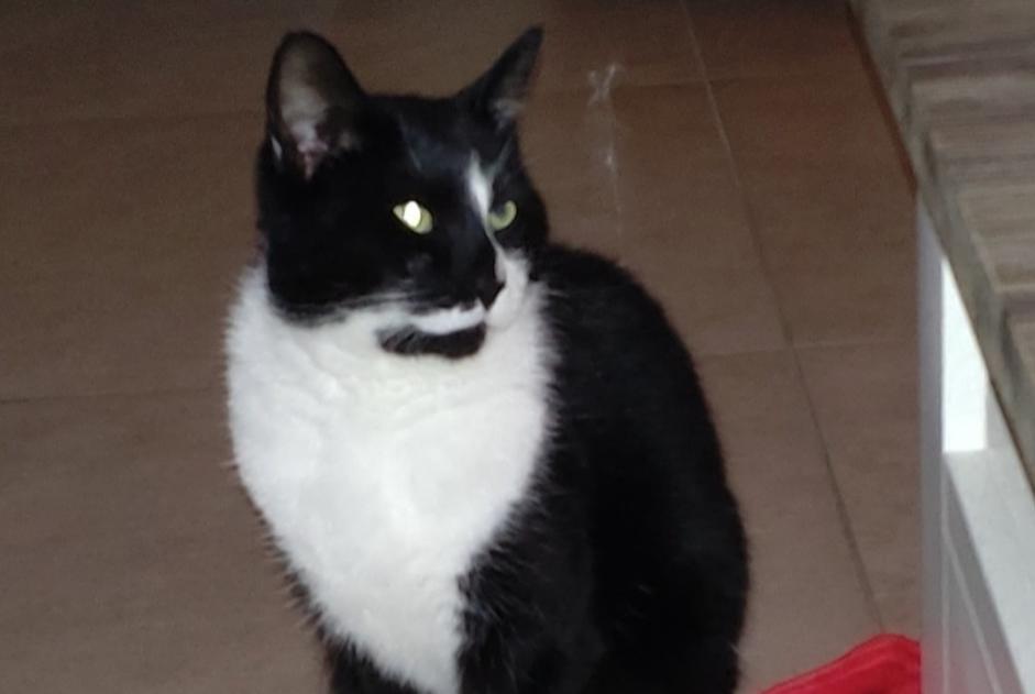 Alerta de Desaparición Gato  Macho , 4 años Pont-à-Celles Bélgica