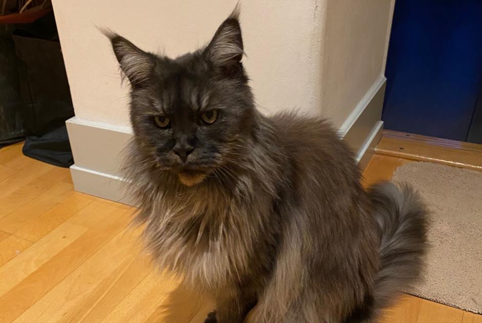 Alerta de Desaparición Gato  Hembra , 16 años Genève Suiza