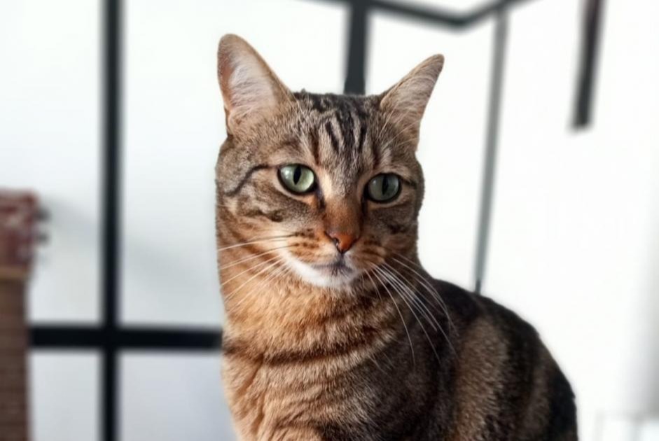 Alerta de Desaparición Gato cruce Macho , 7 años Rennes Francia