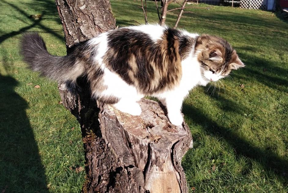 Alerta de Desaparición Gato cruce Macho , 1 años Esboz-Brest Francia