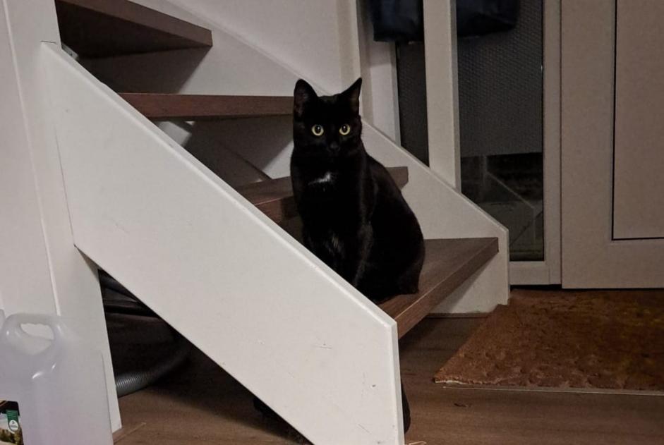 Alerta de Desaparición Gato Hembra , 2 años Dronten Países Bajos