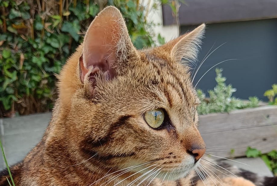 Alerta de Desaparición Gato Macho , 2 años Marchiennes Francia