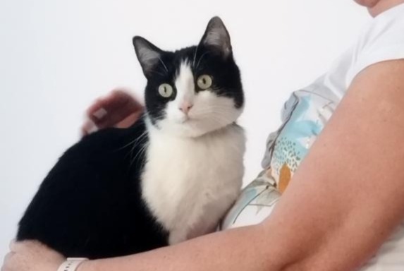 Alerta de Desaparición Gato  Macho , 6 años Besançon Francia