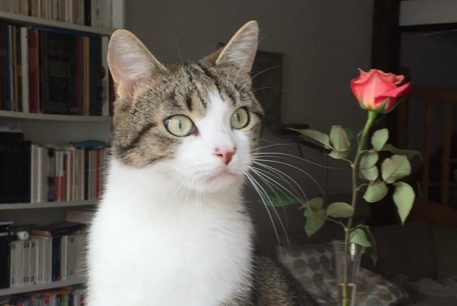 Alerta de Desaparición Gato Macho , 7 años Fribourg Suiza