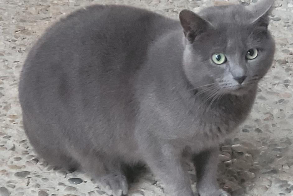 Alerta de Hallazgo Gato cruce Macho Clairac Francia