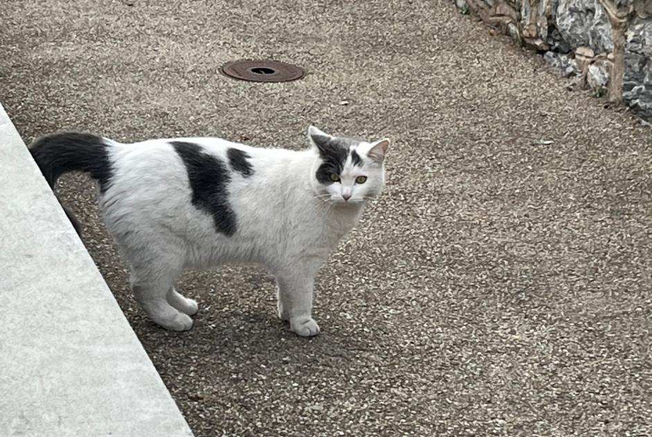 Alerta de Hallazgo Gato Desconocido Sion Suiza