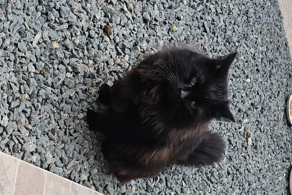 Alerta de Hallazgo Gato Macho Molenbeek-Saint-Jean Bélgica