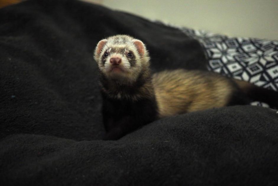 Alerta de Desaparición Otros ferret Macho , 2025 años Charmont-en-Beauce Francia