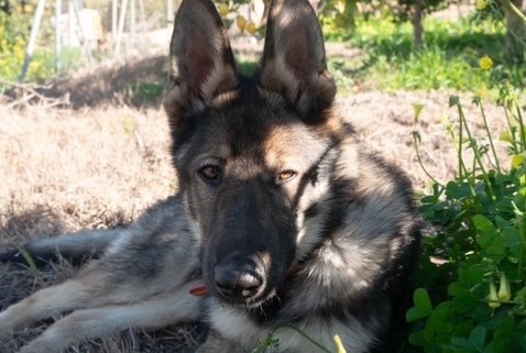 Alerta de Desaparición Perro  Macho , 1 años Alhaurín el Grande España