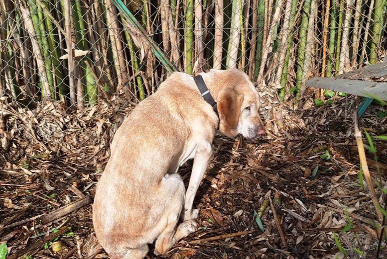 Alerta de Hallazgo Perro  Desconocido Galgon Francia