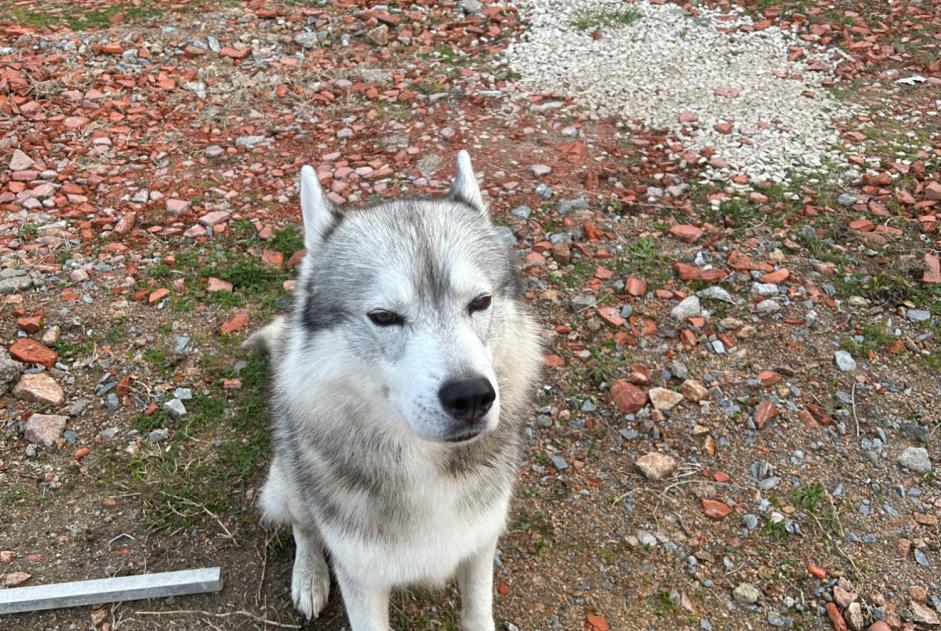 Alerta de Hallazgo Perro  Macho Saint-Victor Francia