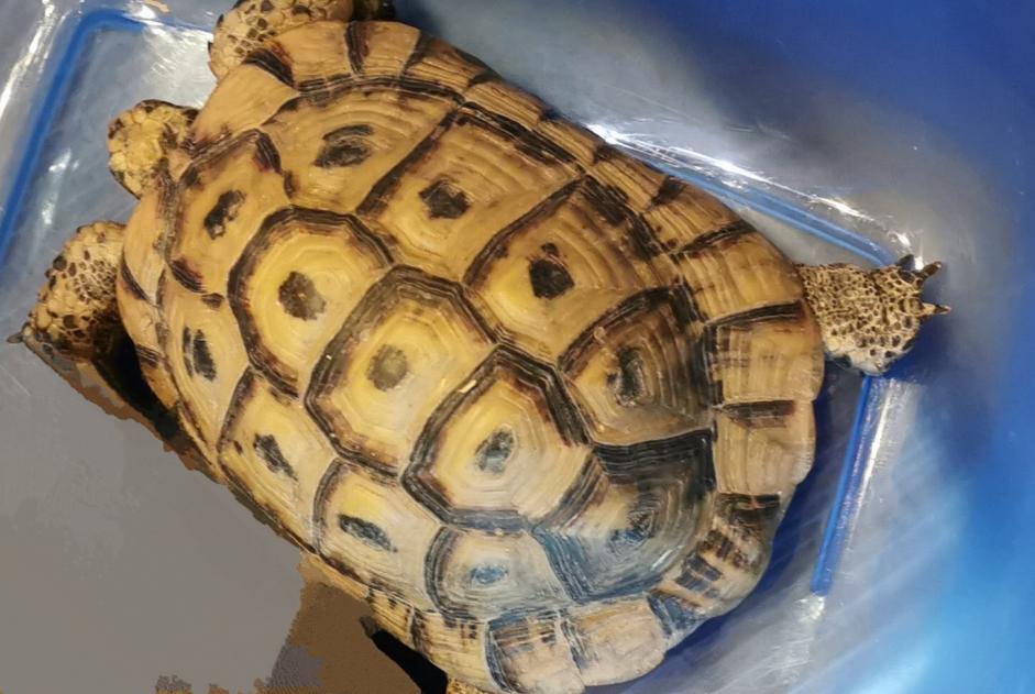 Alerta de Desaparición Tortuga Macho , 2025 años Amboise Francia