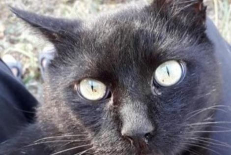 Alerte Disparition Chat Mâle , 14 ans La Devise France