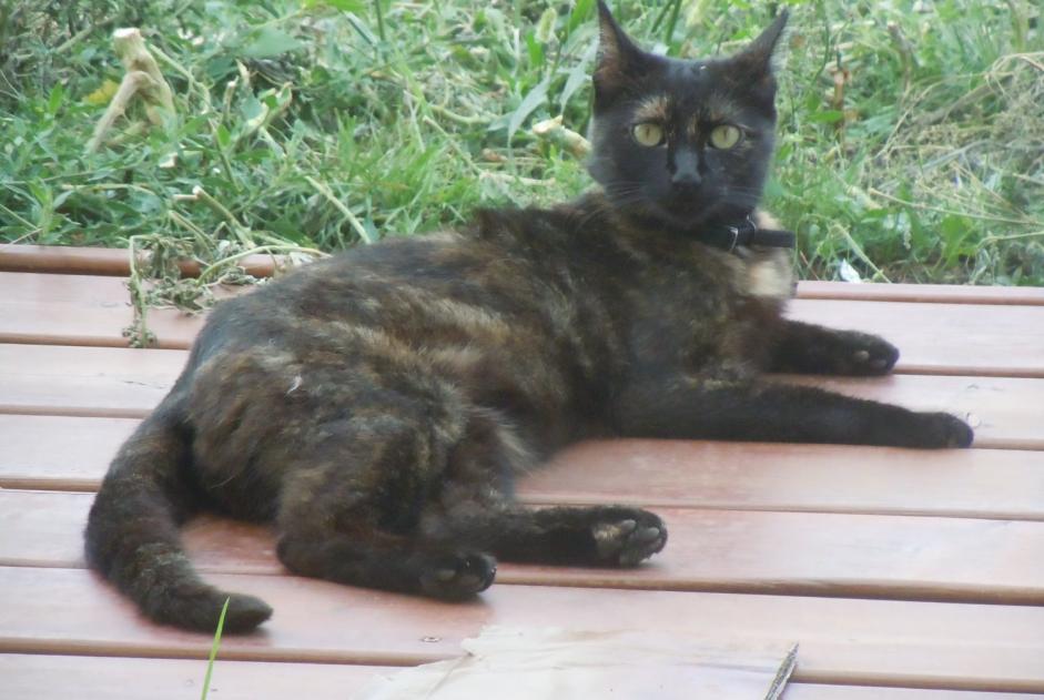 Alerte Disparition Chat  Femelle , 9 ans Pusignan France