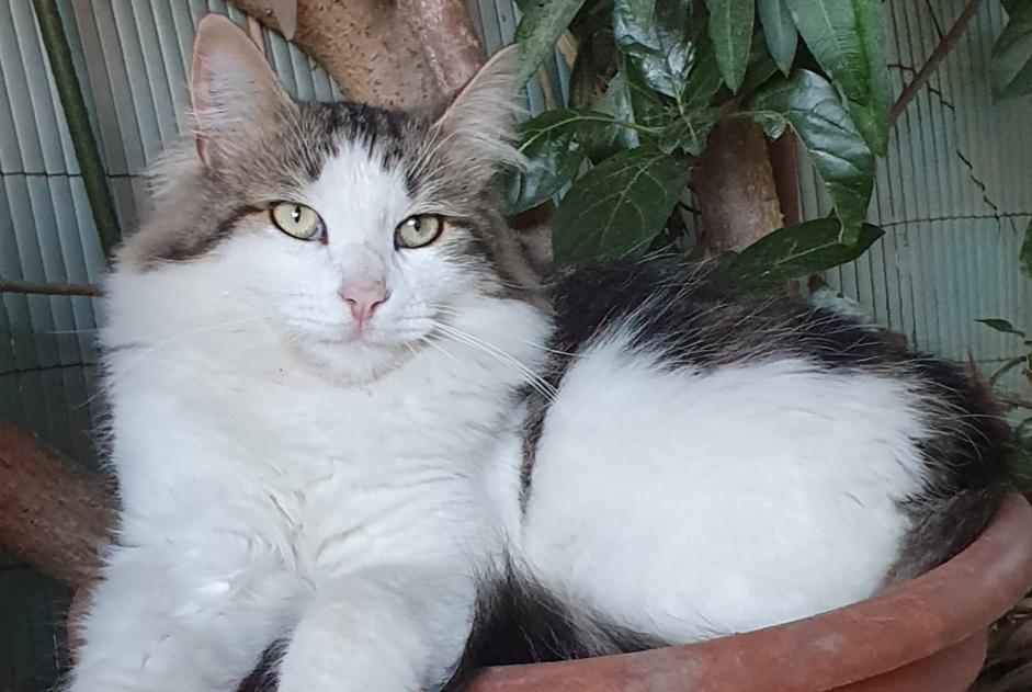 Alerte Disparition Chat Mâle , 3 ans Mouriès France