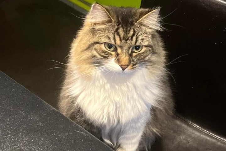 Alerte Disparition Chat Mâle , 5 ans Antoing Belgique