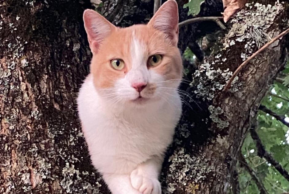 Alerte Disparition Chat  Mâle , 3 ans Vergt France